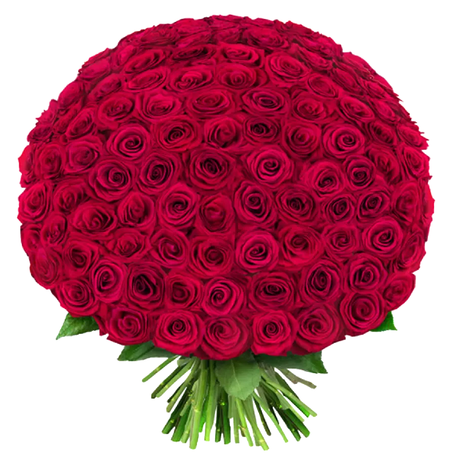 Luxurious and large red rose bouquet photo in png format