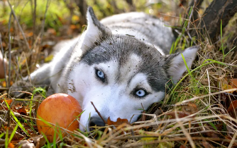 Beautiful Blue Eyed Husky Dog Stock Photo