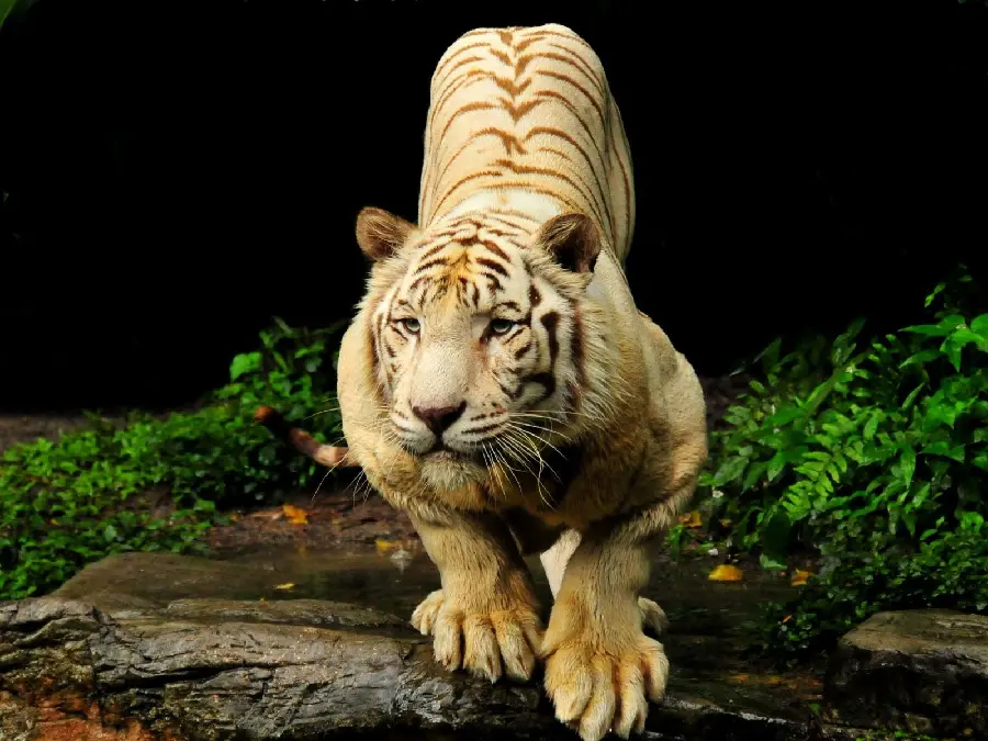 Indian Tiger Photo