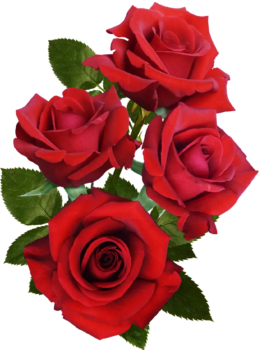 Very high quality red rose cut out