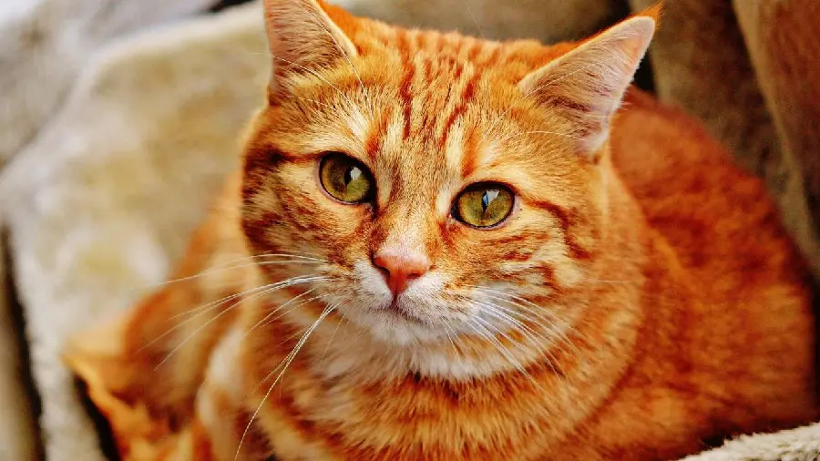 High Quality Orange Cat Wallpaper for Windows 11 Background
