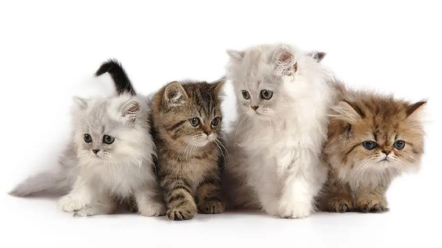 Latest Persian Kitten Wallpaper Melos