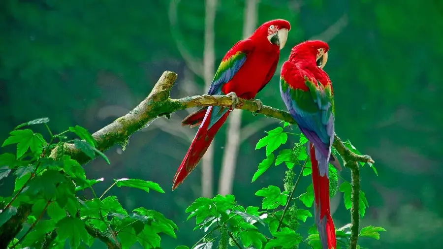 Super cute romantic computer wallpaper of two green-winged macaws