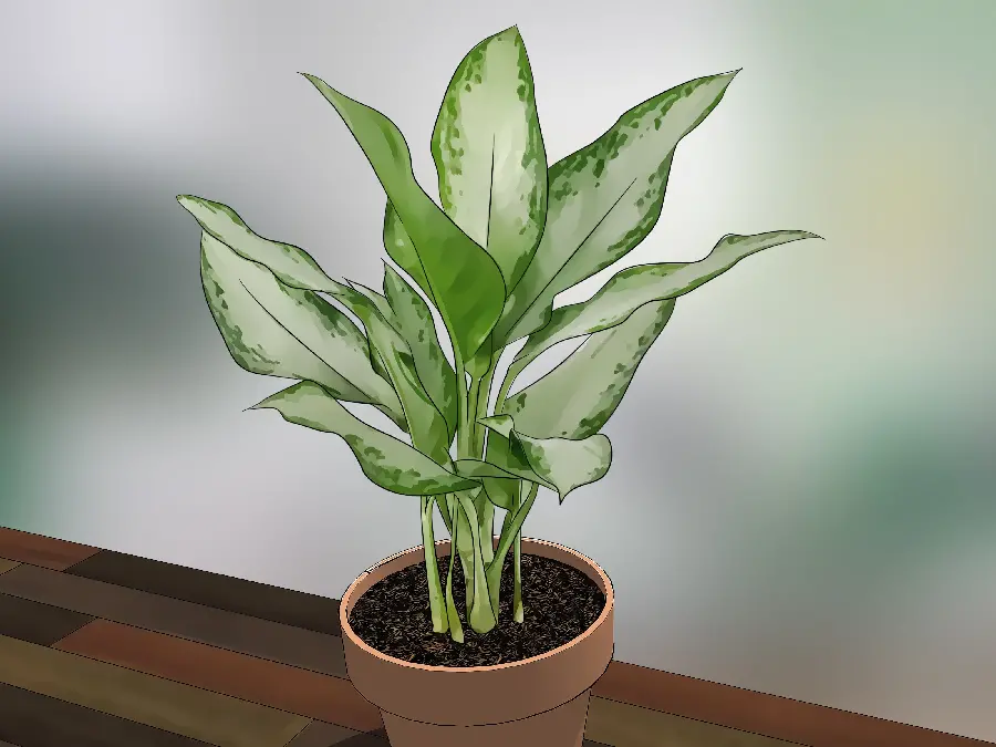 A suitable photo of a houseplant for a living room