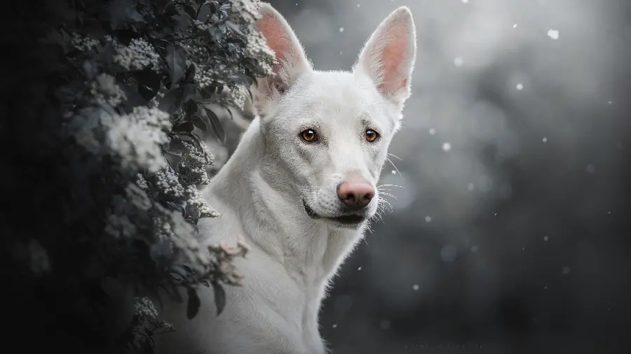 Photo Powerful white dog for boy profile