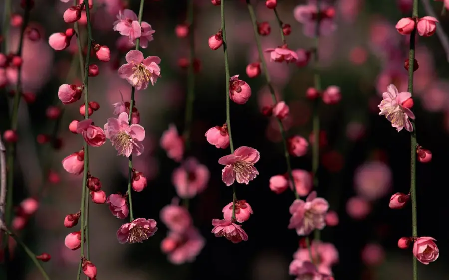 Spring Blossom Trees Wallpaper 4K