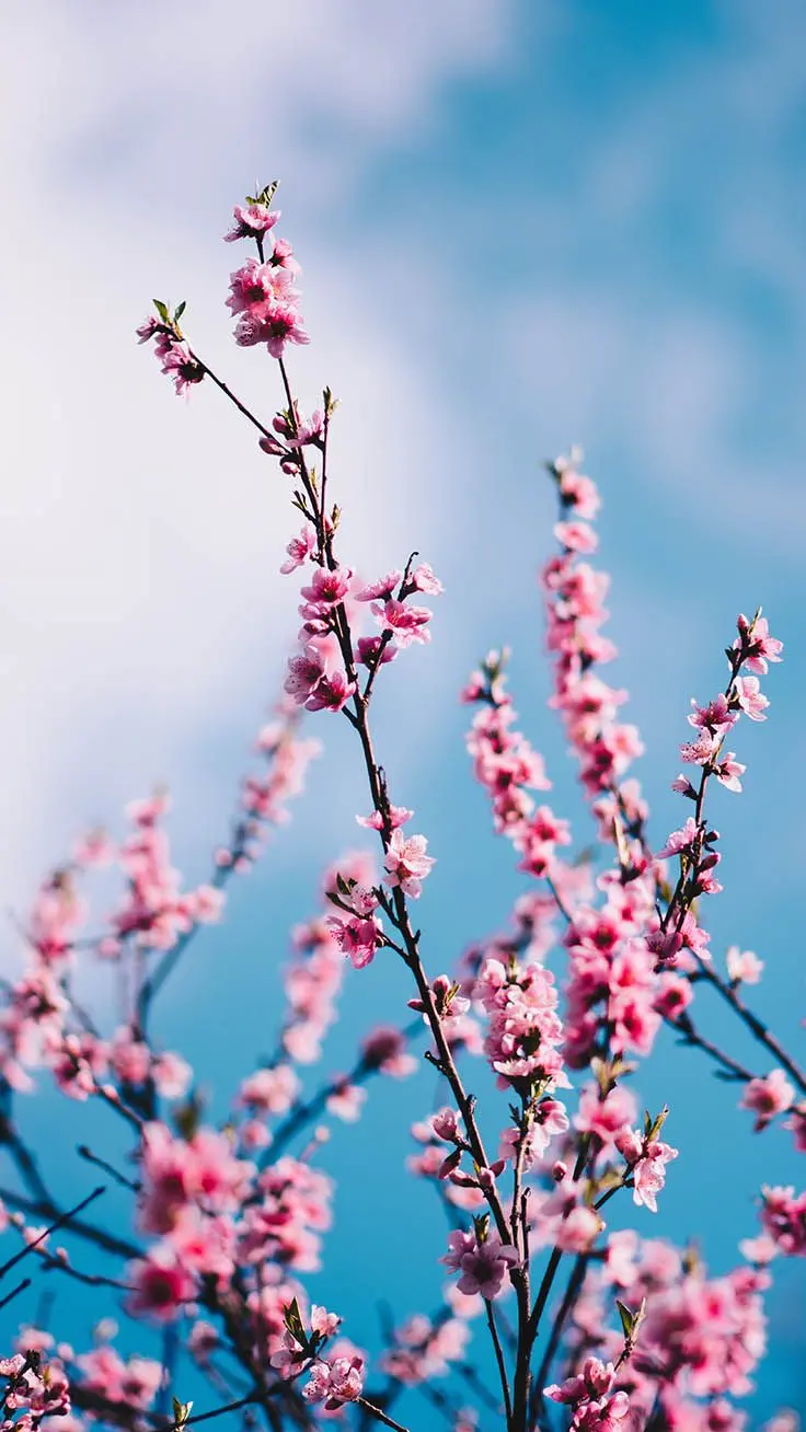 Beautiful Spring Blossom Photo