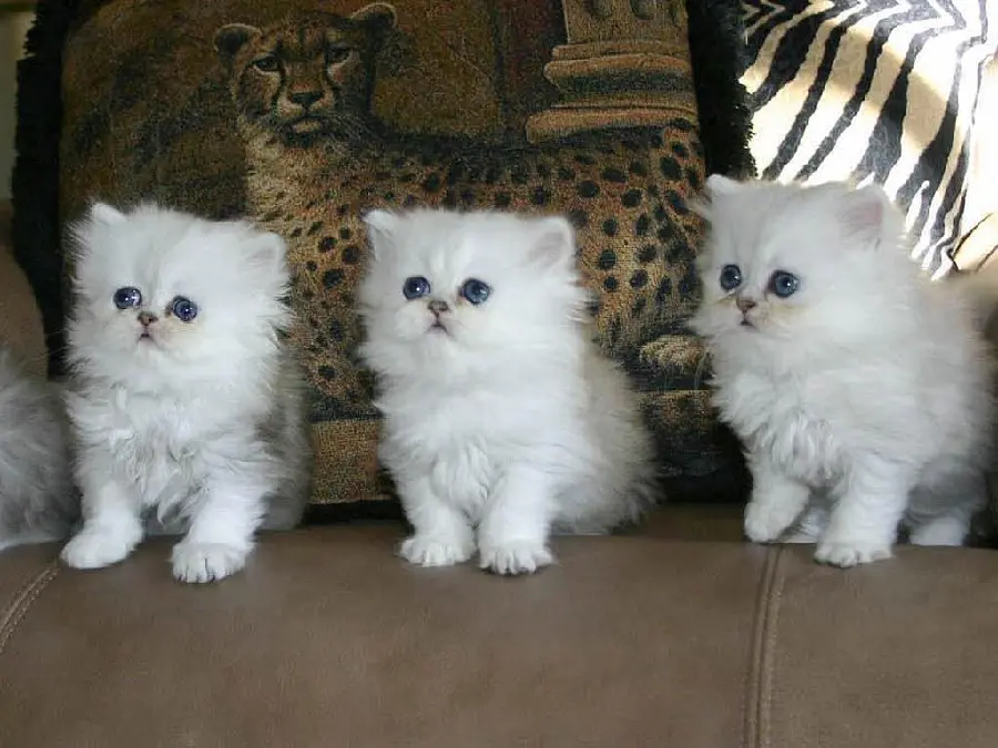 Picture of a Persian Persian cat next to a cheetah painting 1402