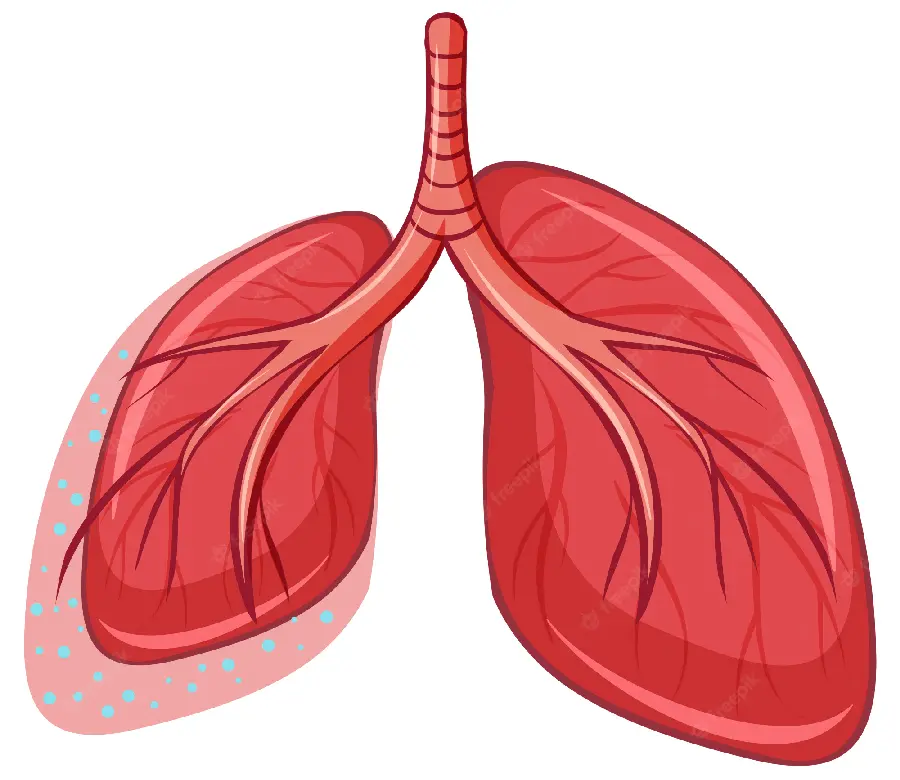 Download png image of human lung
