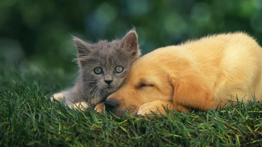 Photo of a puppy and a kitten hugging each other
