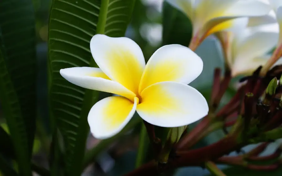 Beautiful white and yellow flower photos for mobile backgrounds