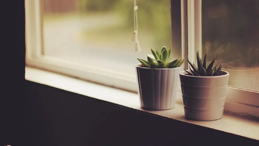 Interesting photo of houseplants