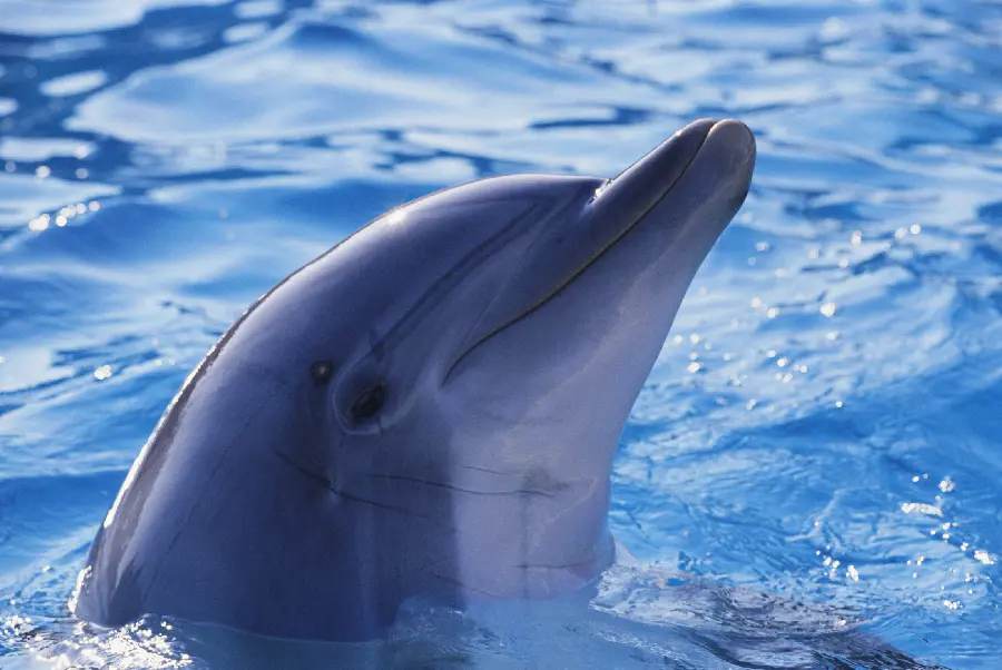 Very beautiful and spectacular dolphin profile picture for WhatsApp and Telegram