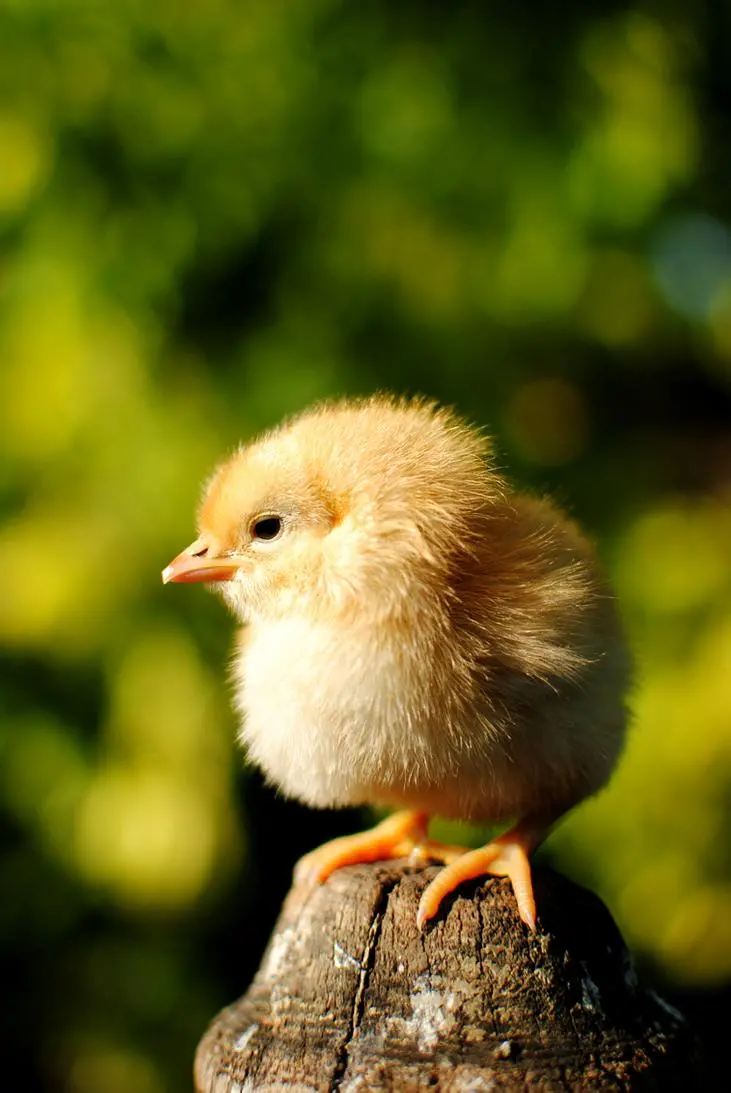 The cutest picture of a beautiful colored chick for mobile background