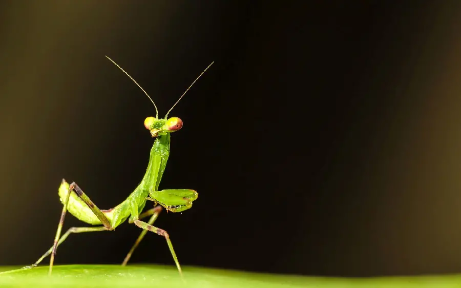 High Quality Photo of a Mantis with Long and Stretchy Legs
