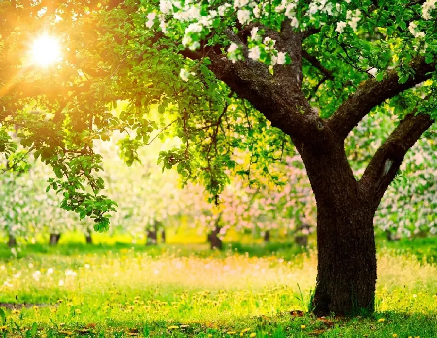 New spring wallpaper and spring wallpaper for girls