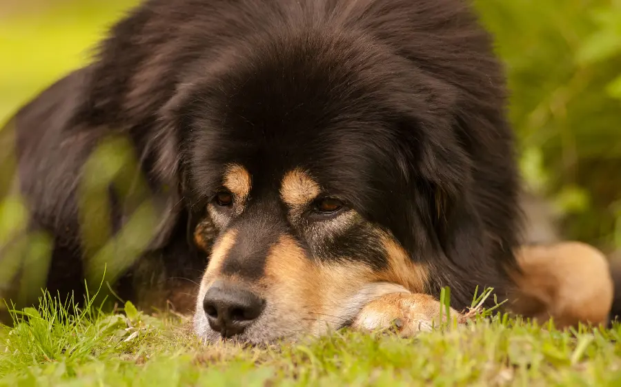 A huge dog photo with an attractive look for Instagram