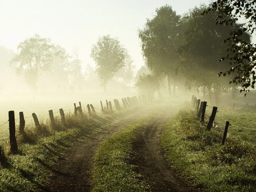 A photo of a spring morning on a green and dreamy road