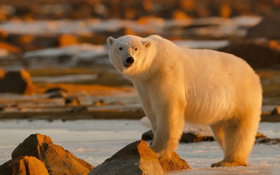 Beautiful and spectacular photo of polar bear for wallpaper