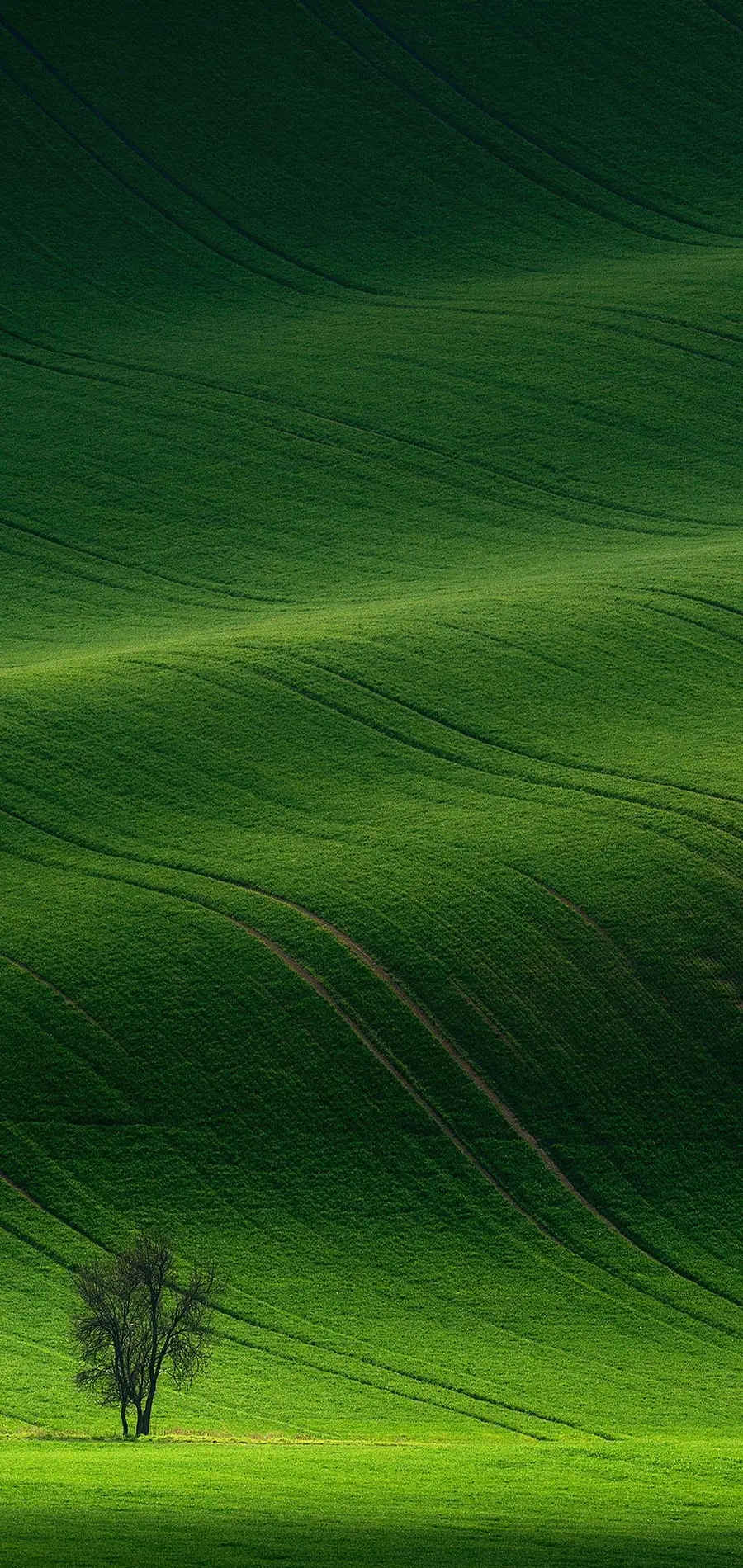 Image Stylish background of the green plain for mobile phones