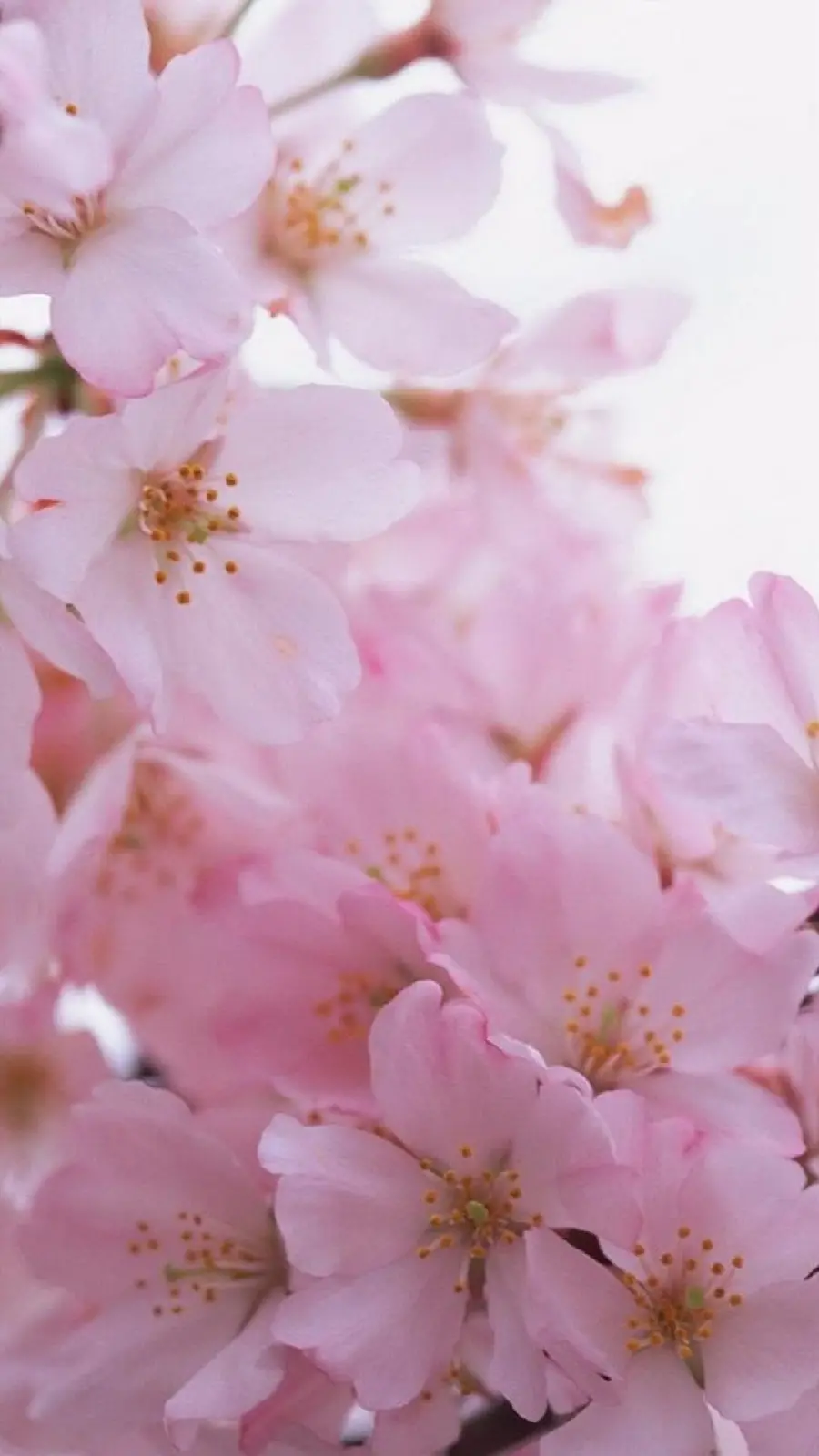Pink spring blossoms background suitable for all types of phones