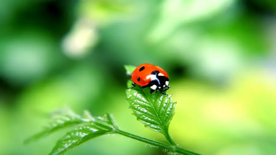 Ladybug photo on a branch
