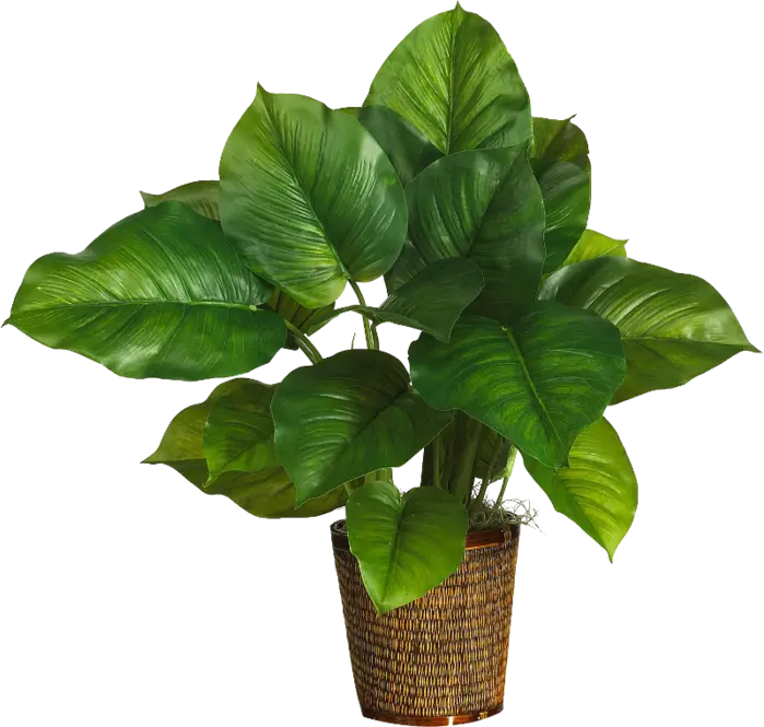 Pothos Houseplants PNG