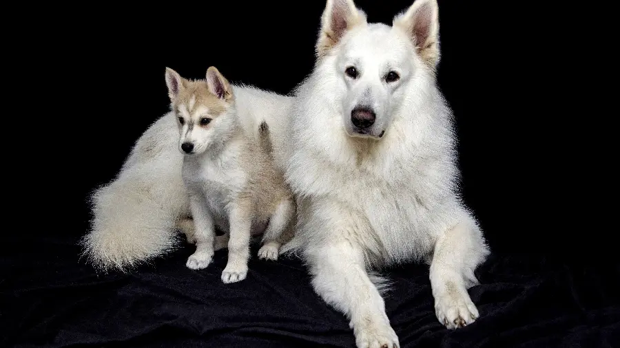 Free download high quality white mother and child dog photo