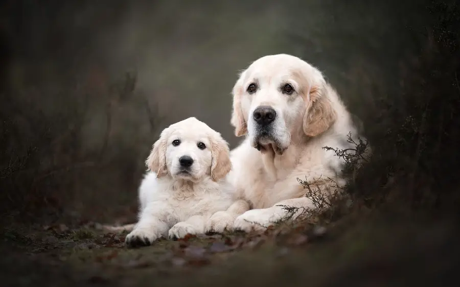 Download a photo of a mother dog and a beautiful big baby in cream color