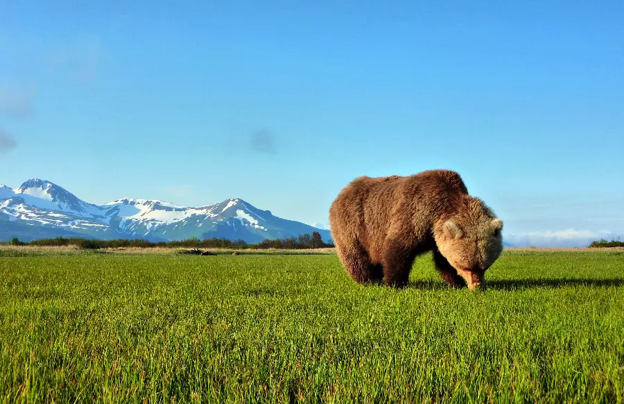 Download high quality bear image in jpg format for your design