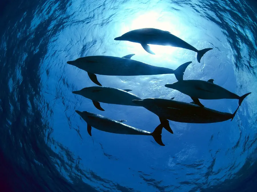 Dolphin photos for wallpaper and high-quality photos of wild dolphins