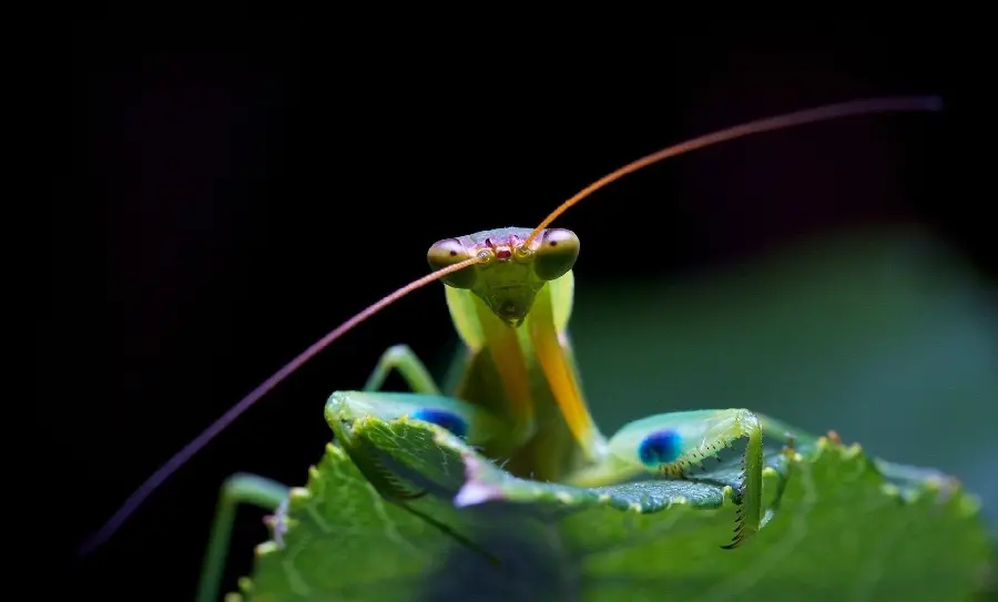The latest beautiful Mantis insect wallpaper for computer 