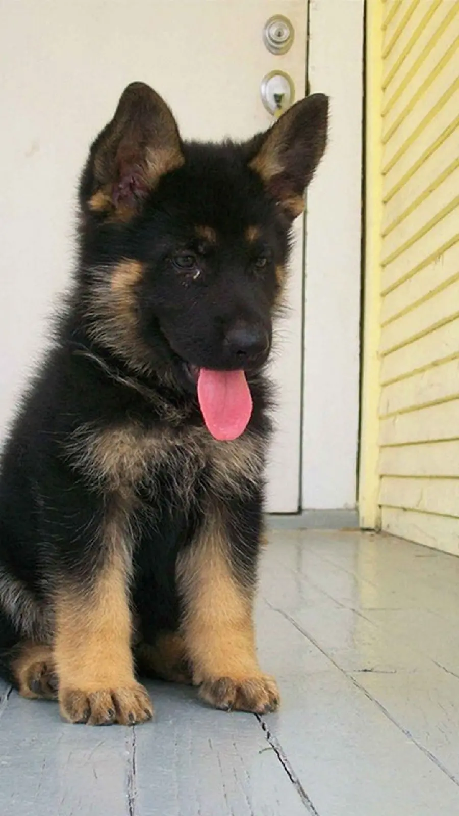 Beautiful Photo of a Purebred Brown German Shepherd Puppy