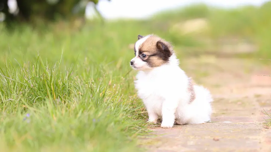 Full HD photo of a white and brown short-haired dog in nature