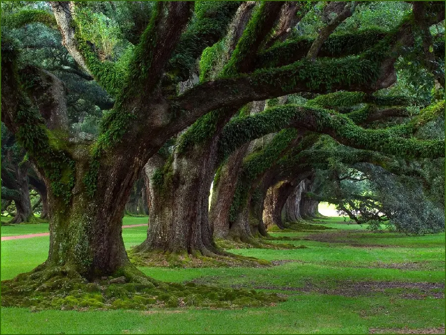 Best spring nature image of sturdy trees for desktop wallpaper