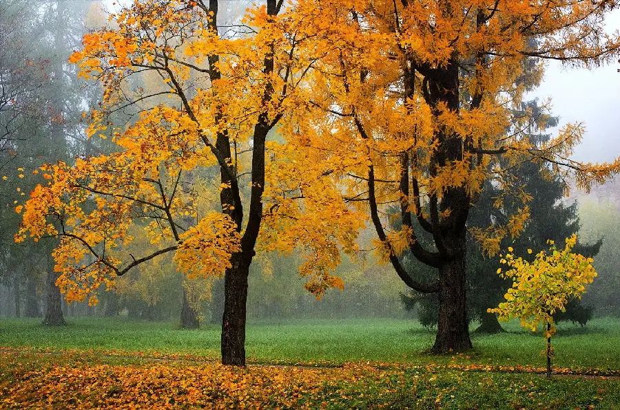 Autumn season photo for profile