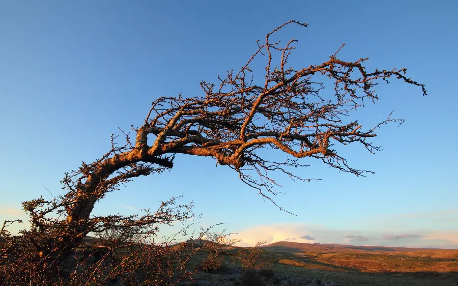 The latest 8k photo of a dry tree in nature suitable for printing