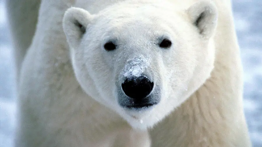 High Quality Polar Bear Image for World Polar Bear Day