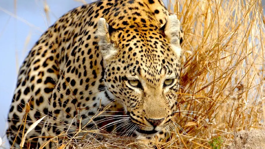 Attractive and dangerous leopard photo for computer wallpaper