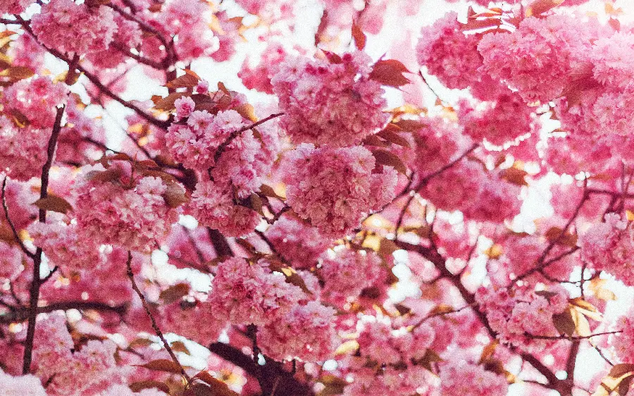 Photo of pink blossoms in spring