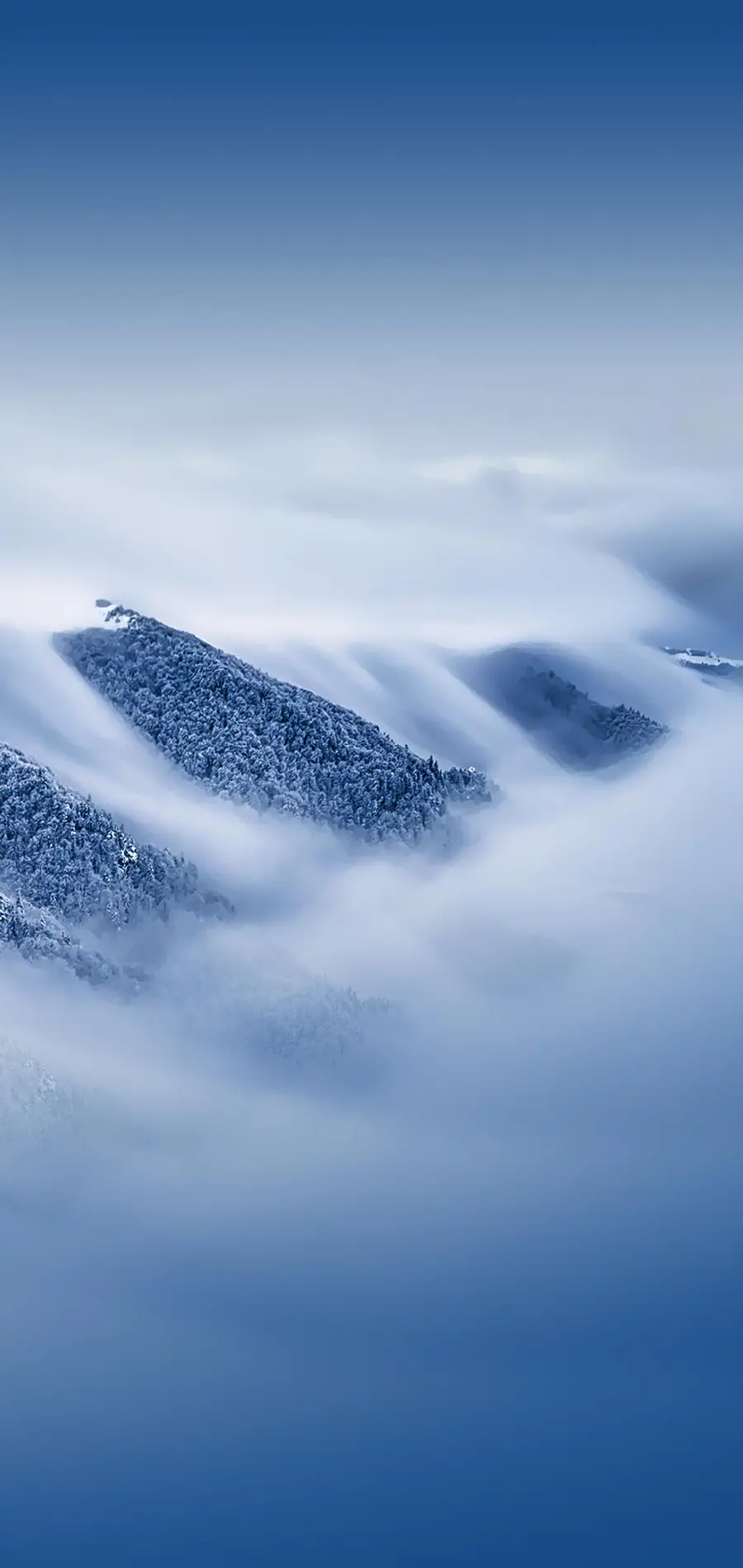 High quality photo of foggy nature for mobile background