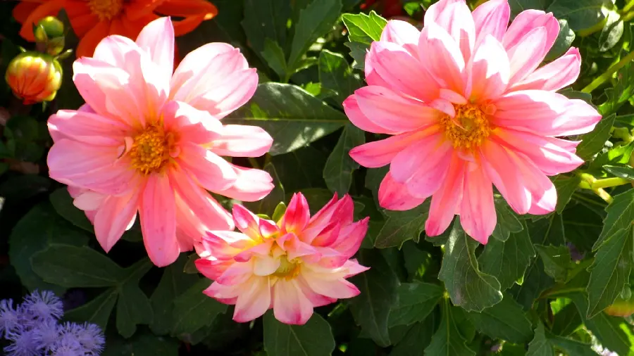 Beautiful and attractive pink flower background photo For profile