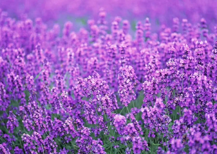 Photo of a field full of purple wildflowers nature landscape