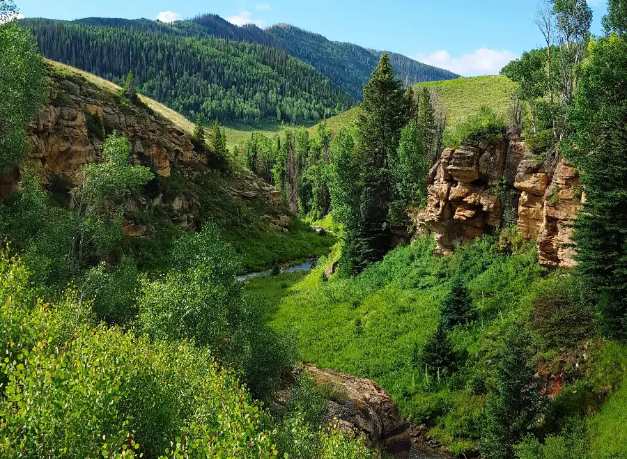 Beautiful nature wallpaper with green trees for desktop