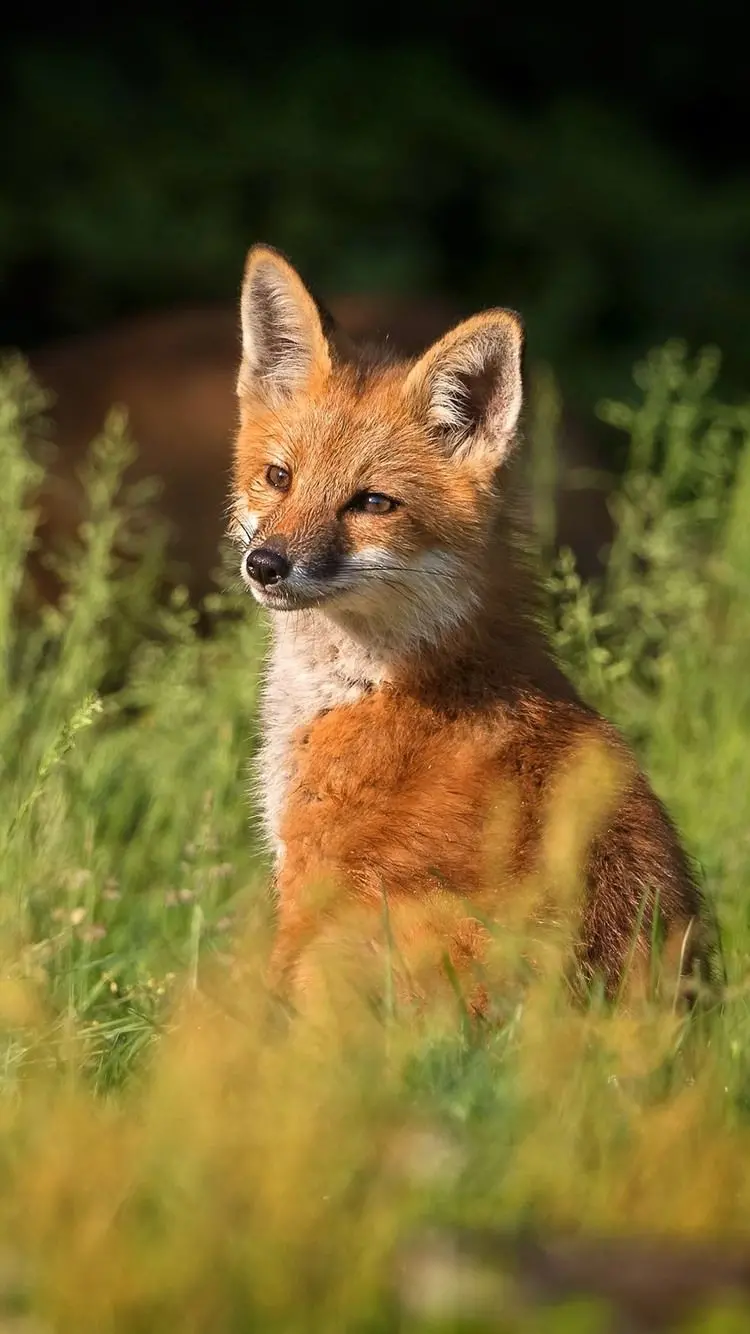 HD Fox Wallpaper