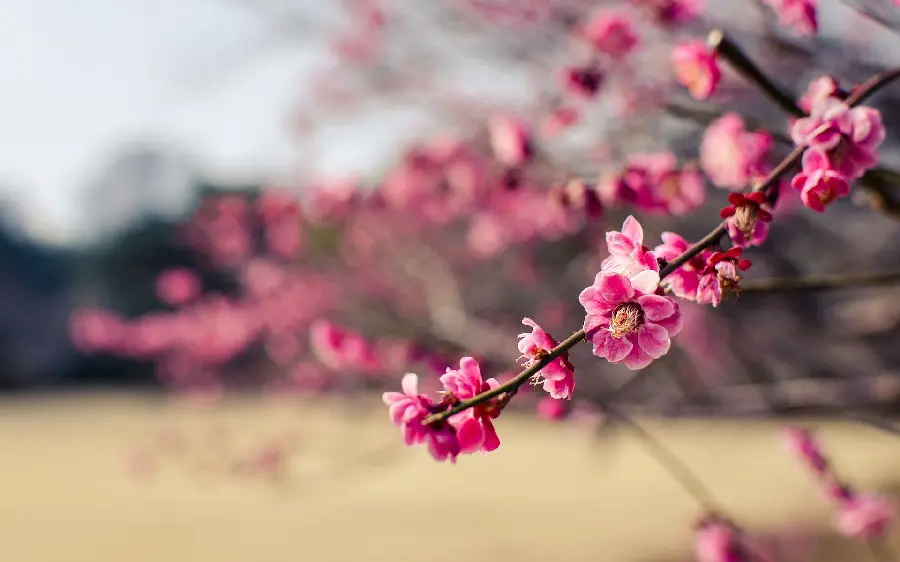 Amazing Spring Blossom Photo