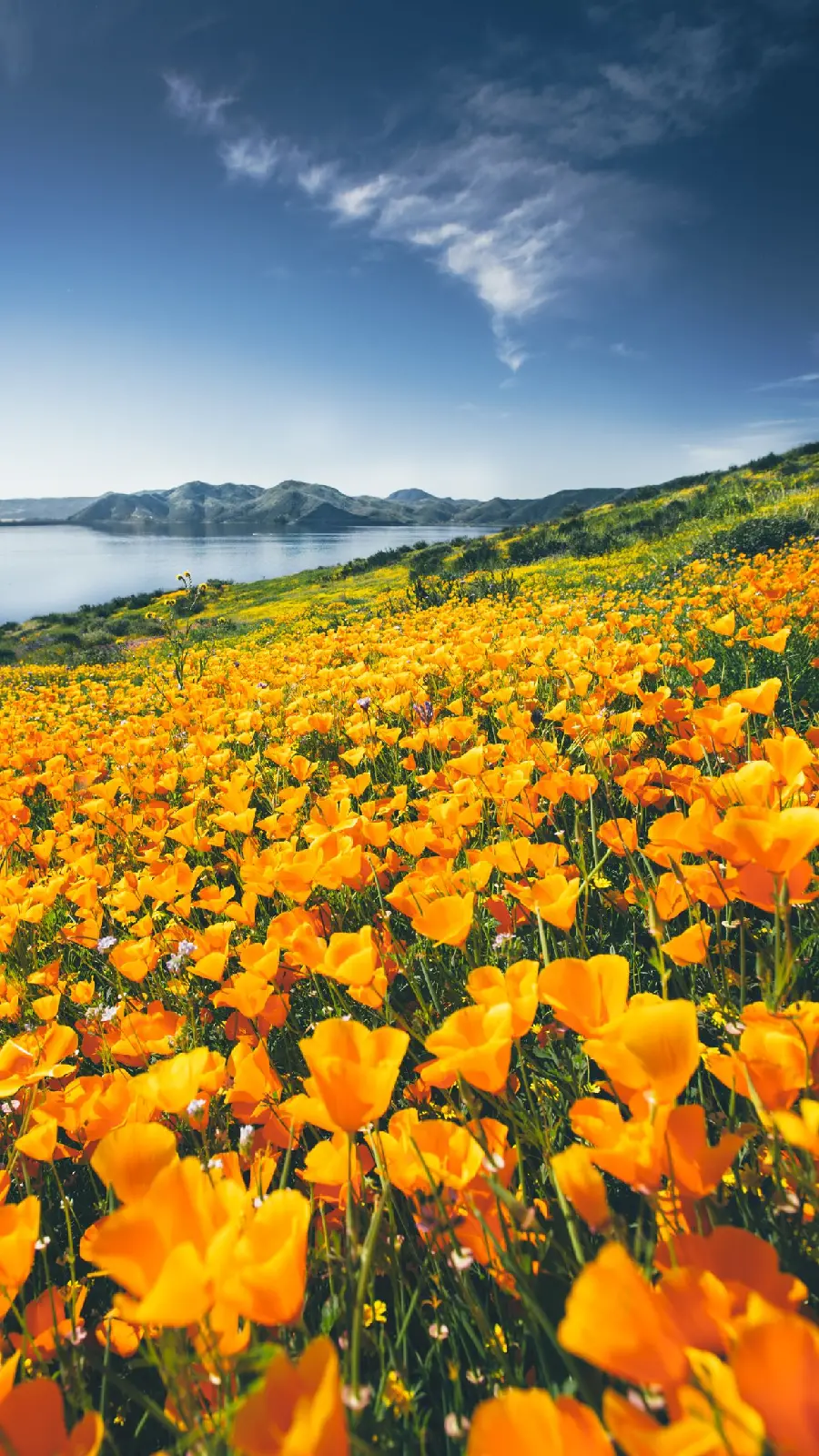 Interesting HD view of a beautiful yellow flower field