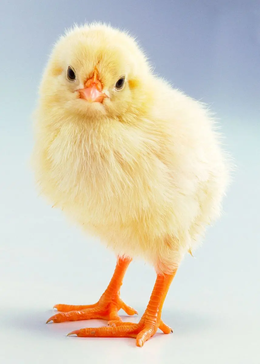Beautiful colored chick photo for telegram profile 