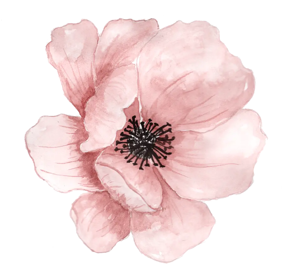 Image PNG of pink flower without background in hd quality