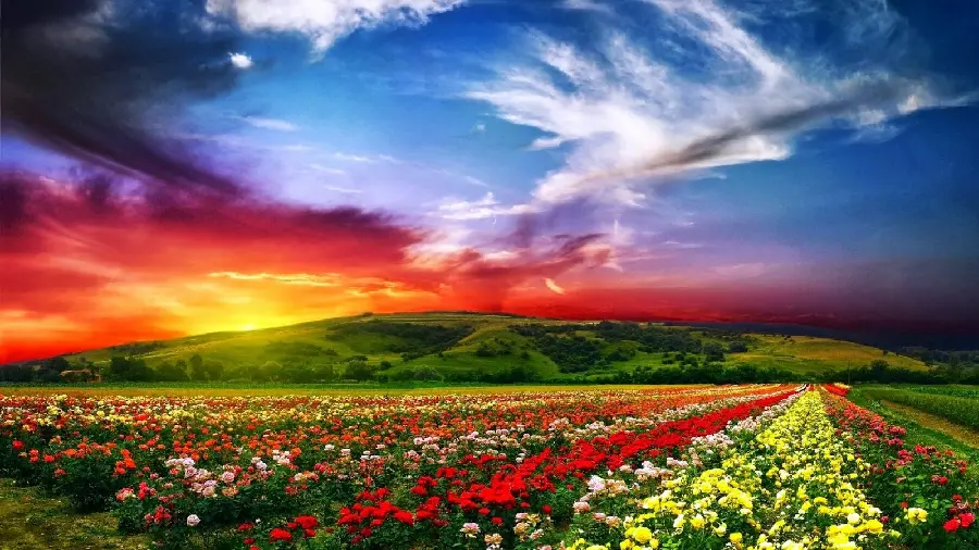 Strange and spectacular wallpaper of a plain full of diverse and beautiful flowers in India 